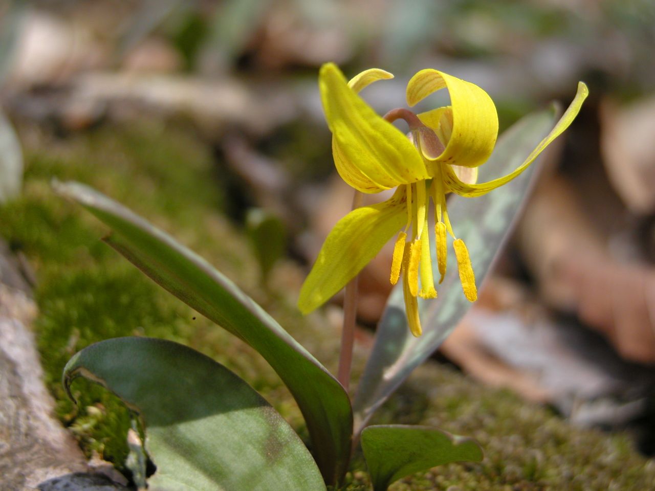 Yellow Trout Lily