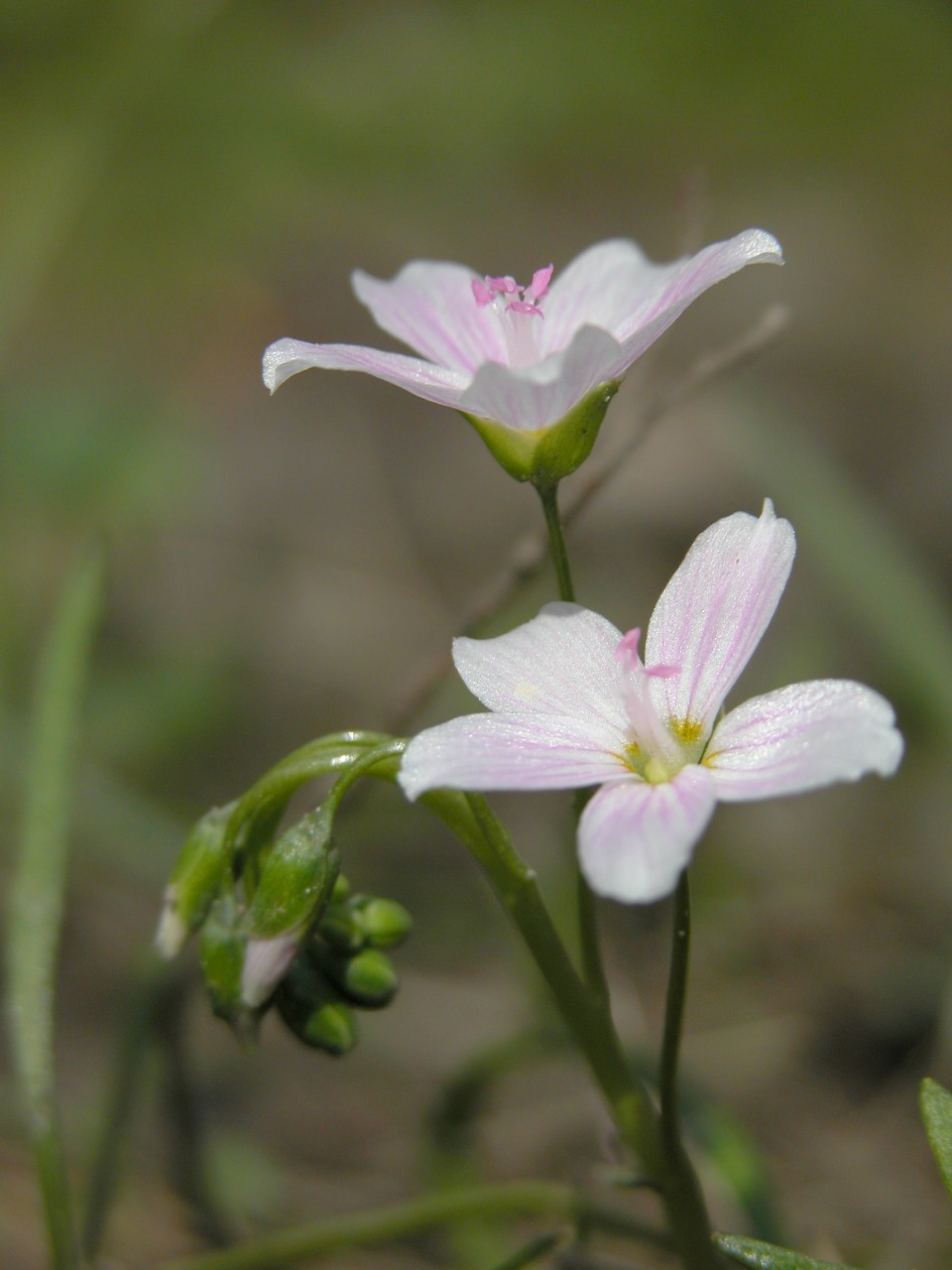 Spring Beauty