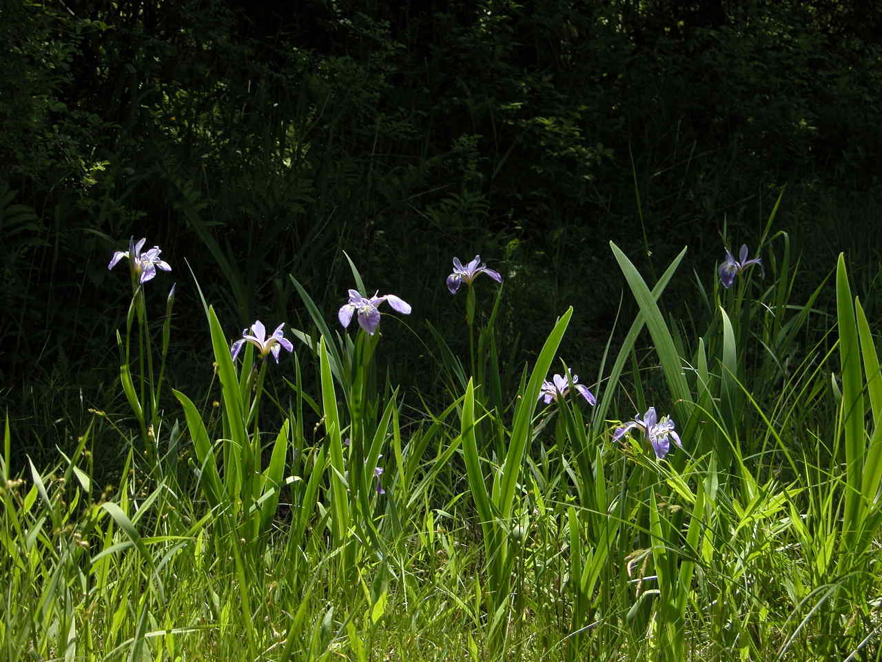 Northern Blue Iris