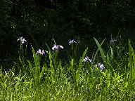 Northern Blue Iris