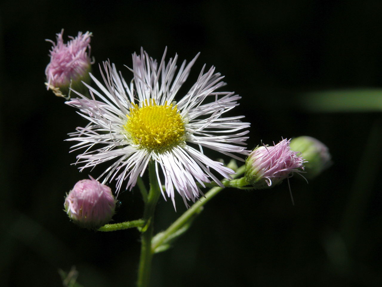 Common Fleabane