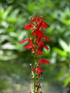 Cardinal Flower