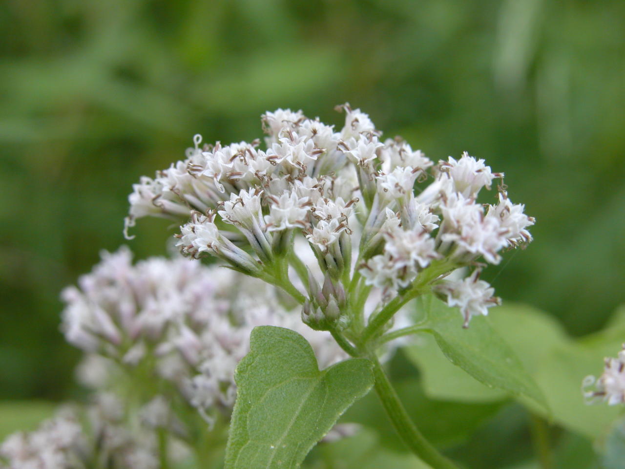 Climbing Hempweed