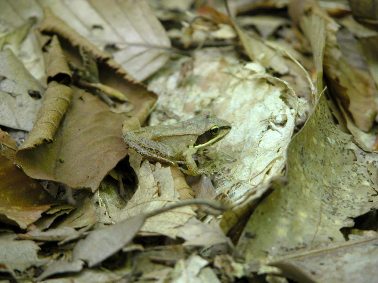 Wood Frog