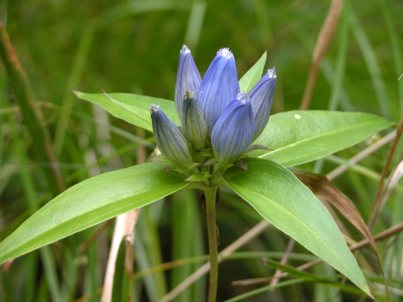 Prarie Closed Gentian