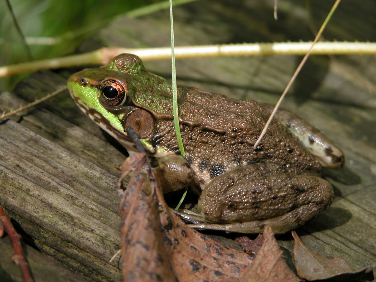 Green Frog