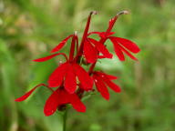 Cardinal Flower