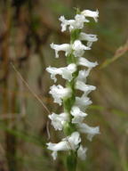 Nodding Ladies' Tresses