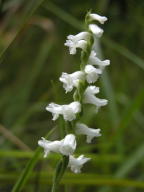 Nodding Ladies' Tresses