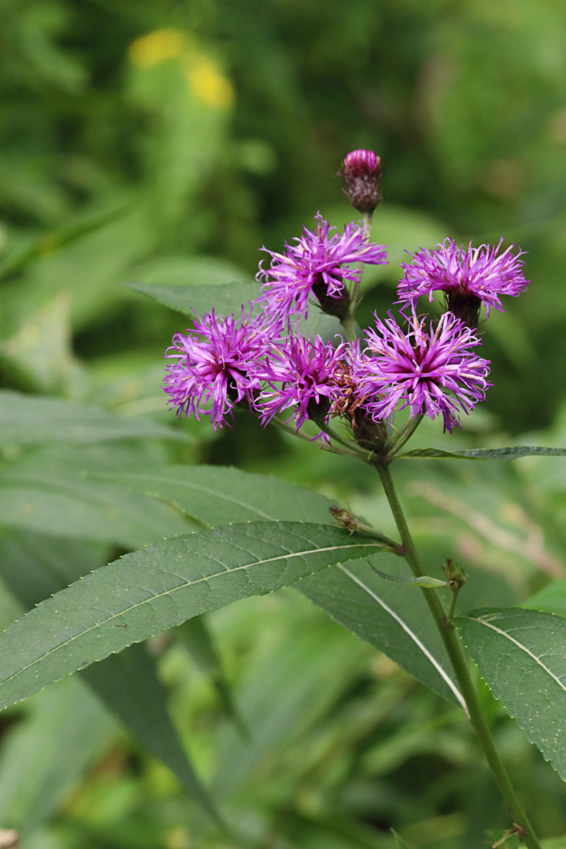 New York Ironweed