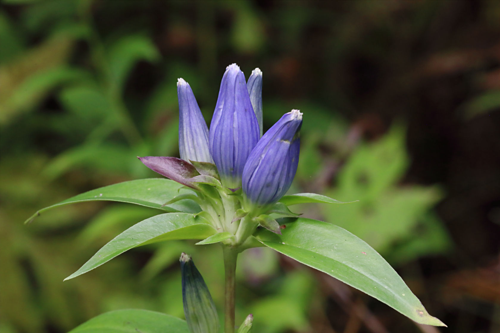 Prarie Closed Gentian