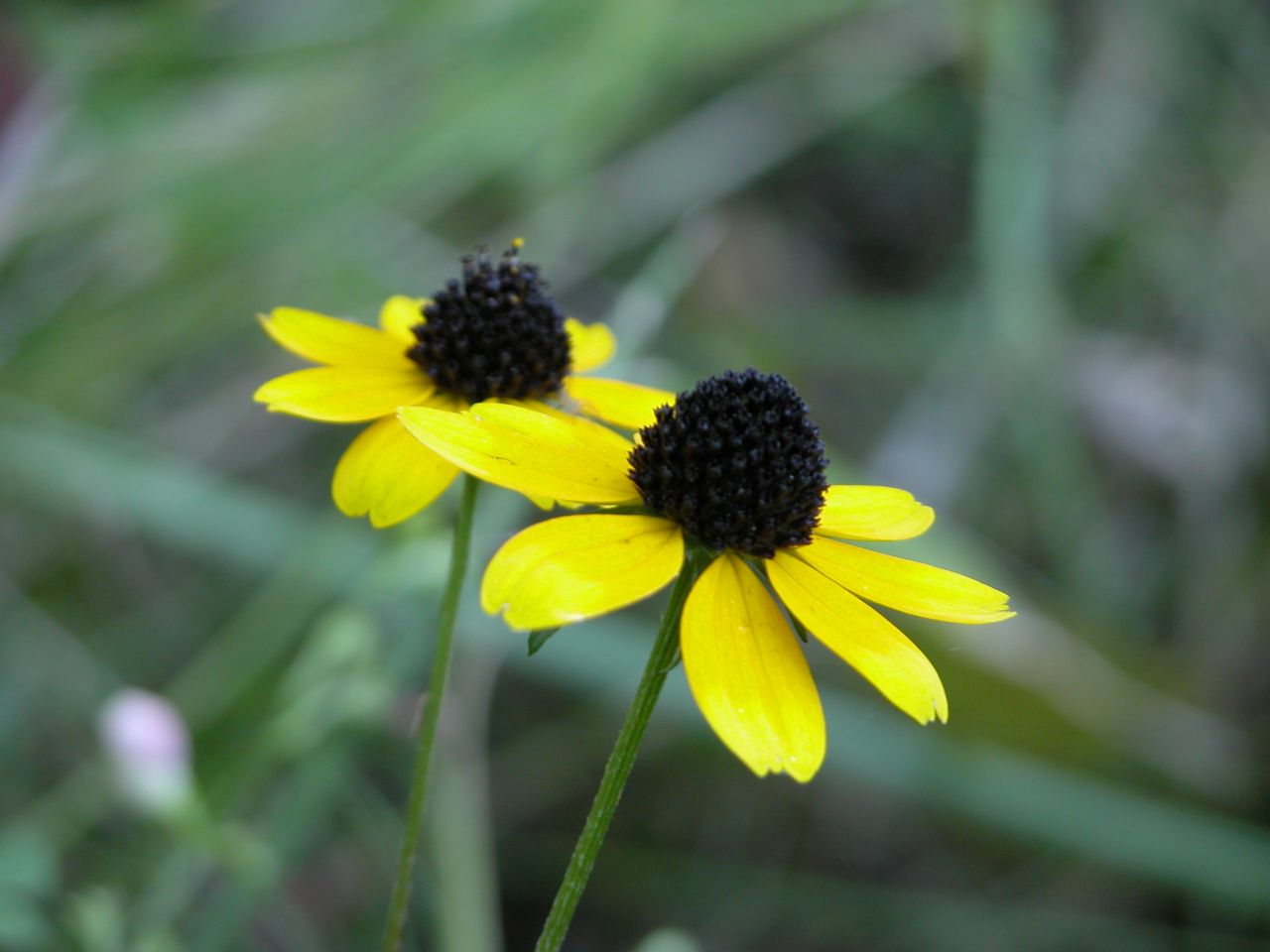 Black-Eyed Susan