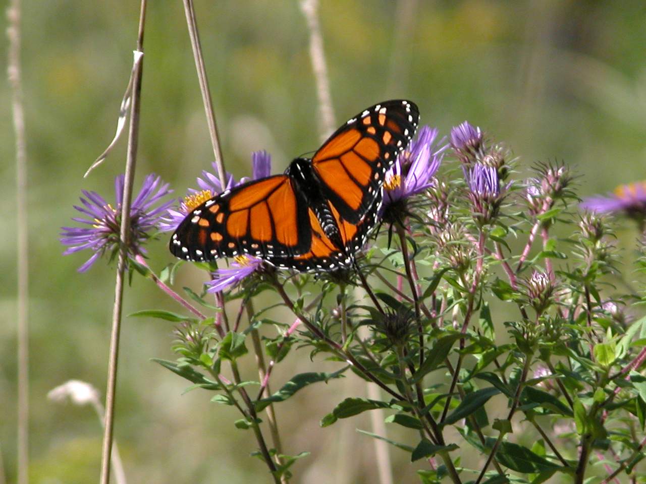 Monarch Butterfly on New England Aster