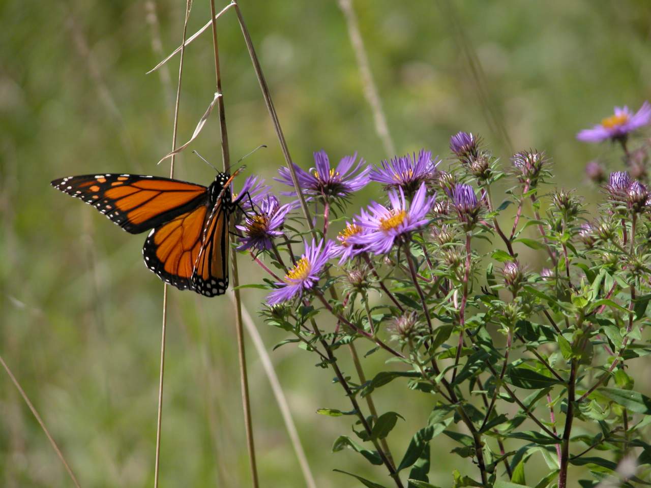 Monarch Butterfly on New England Aster