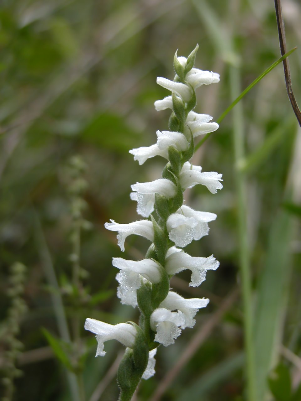 Nodding Ladies'-Tresses