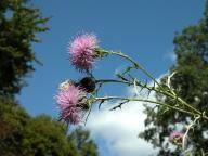 Field Thistle