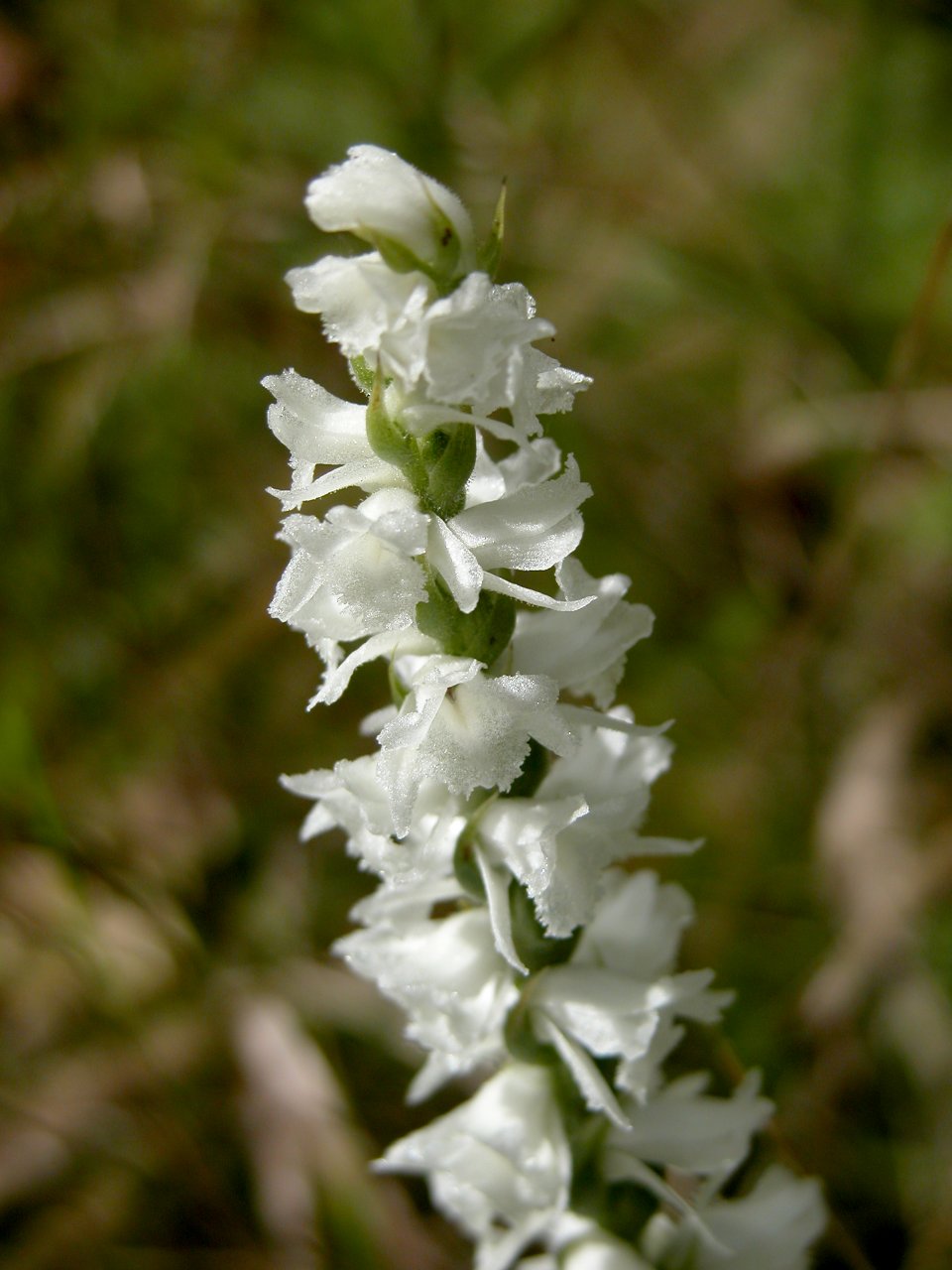 Appalachian Ladies' Tresses