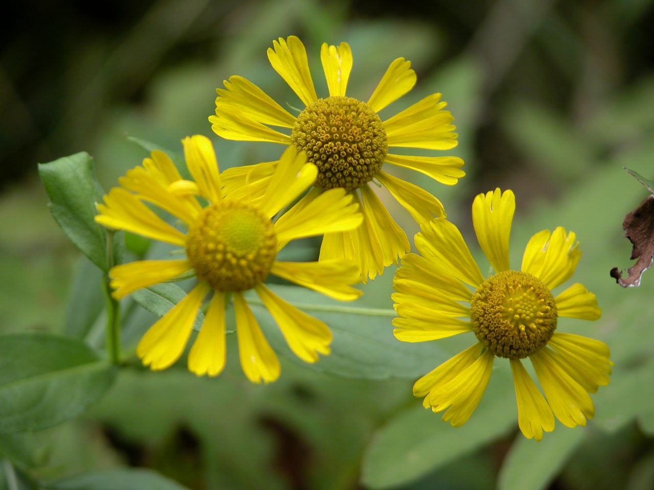 Sneezeweed