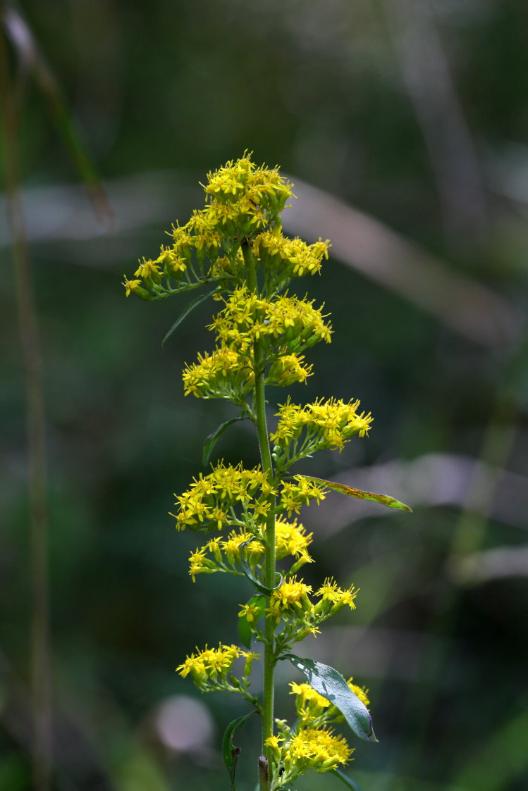 Coastal Swamp Goldenrod