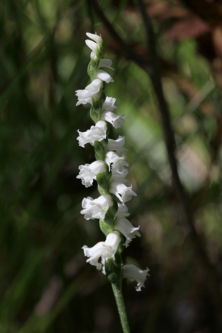 Appalachian Ladies' Tresses