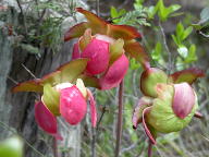 Purple Pitcher Plant