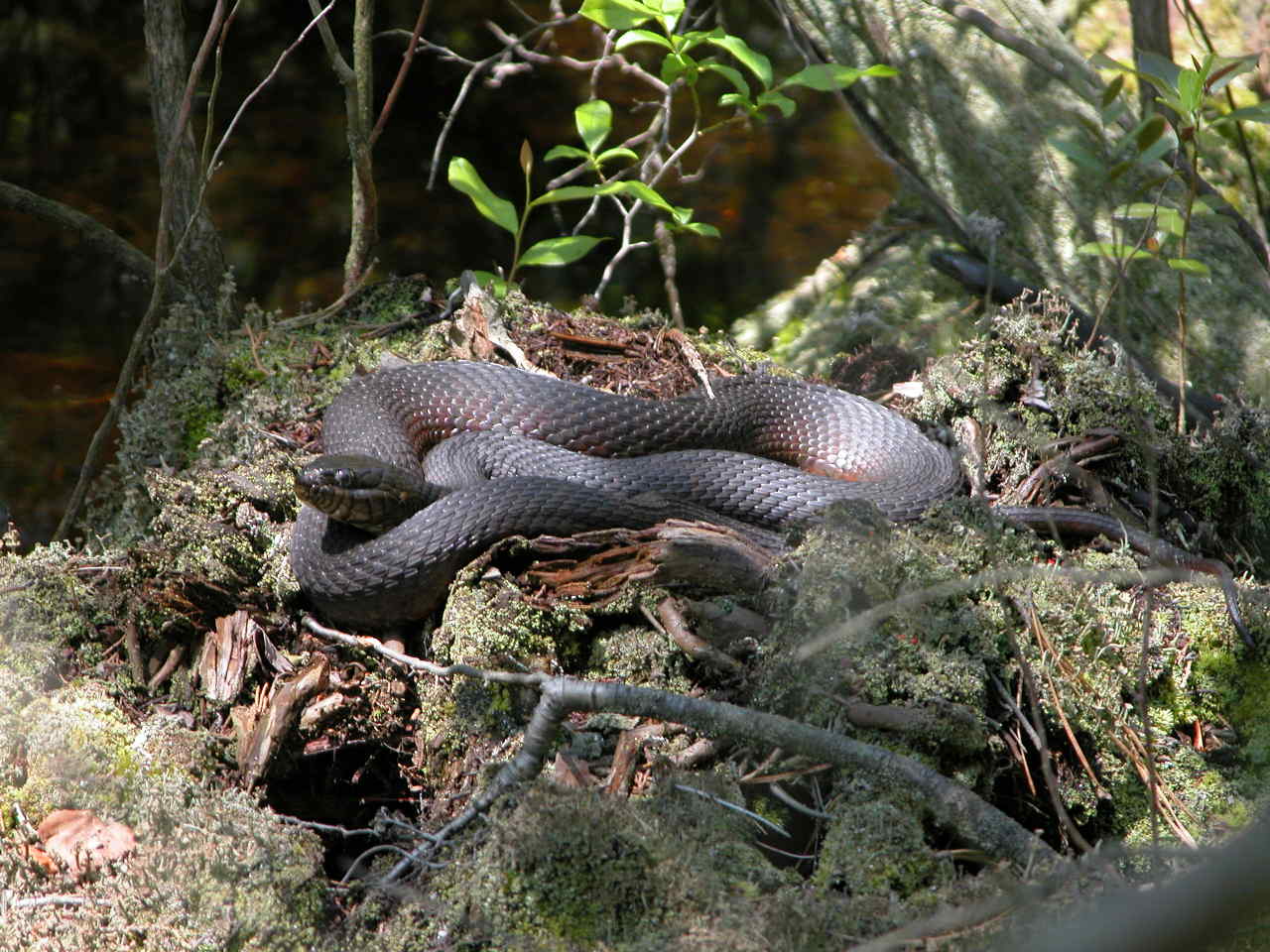 Northern Water Snake