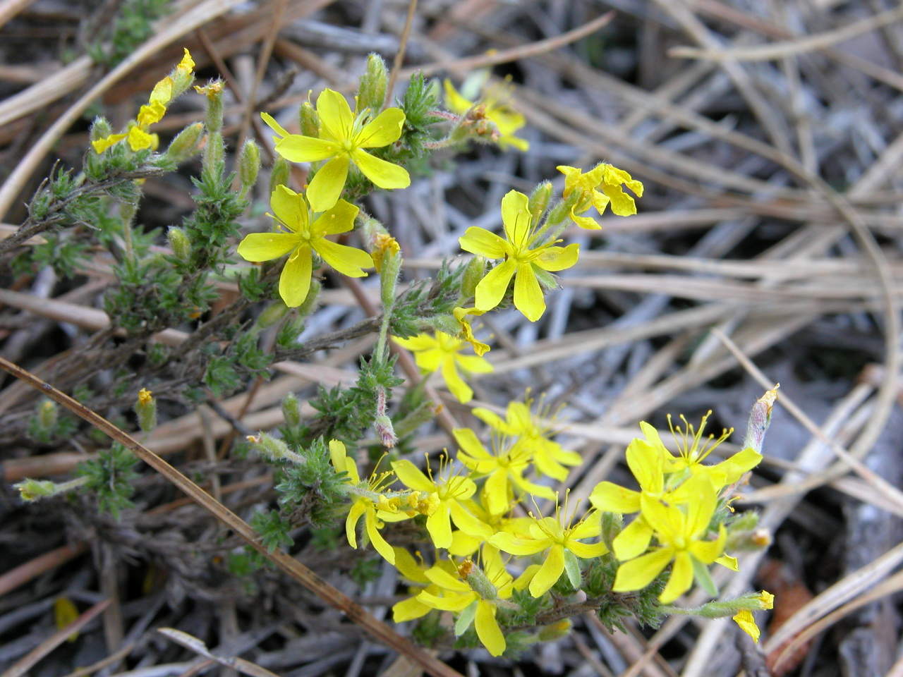 Golden Heather