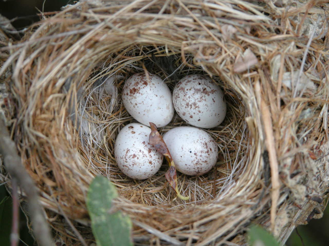 Bird's Nest