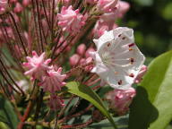 Mountain Laurel