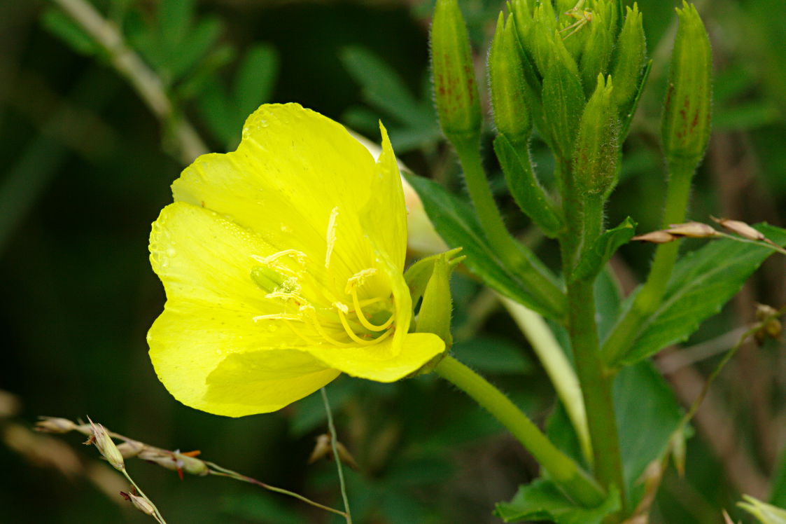 Common Evening Primrose