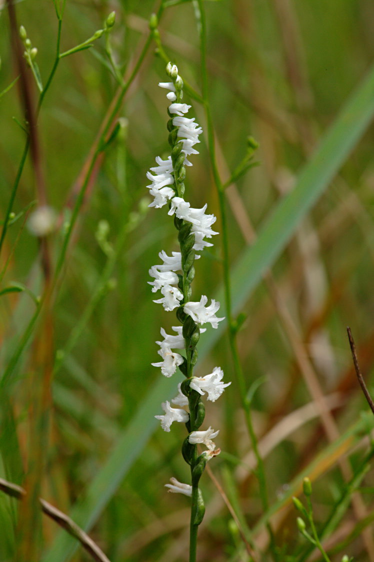 Little Ladies' Tresses