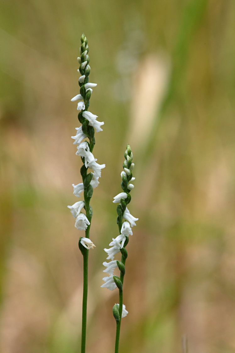 Little Ladies' Tresses