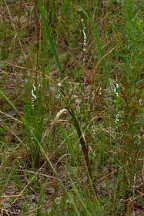 Little Ladies' Tresses