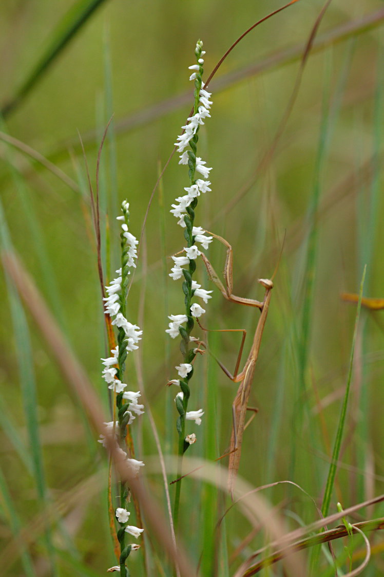 Little Ladies' Tresses