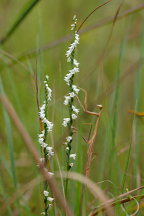 Little Ladies' Tresses