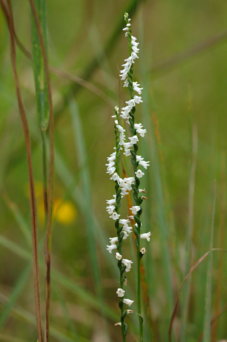 Little Ladies' Tresses