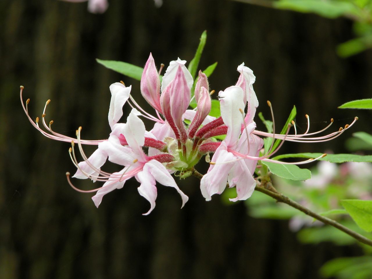 Flowering Tree