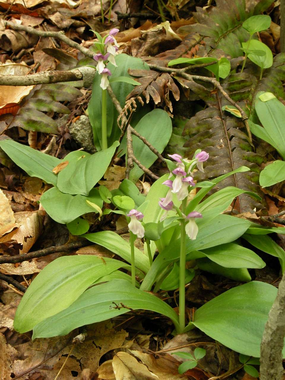 Showy Orchis