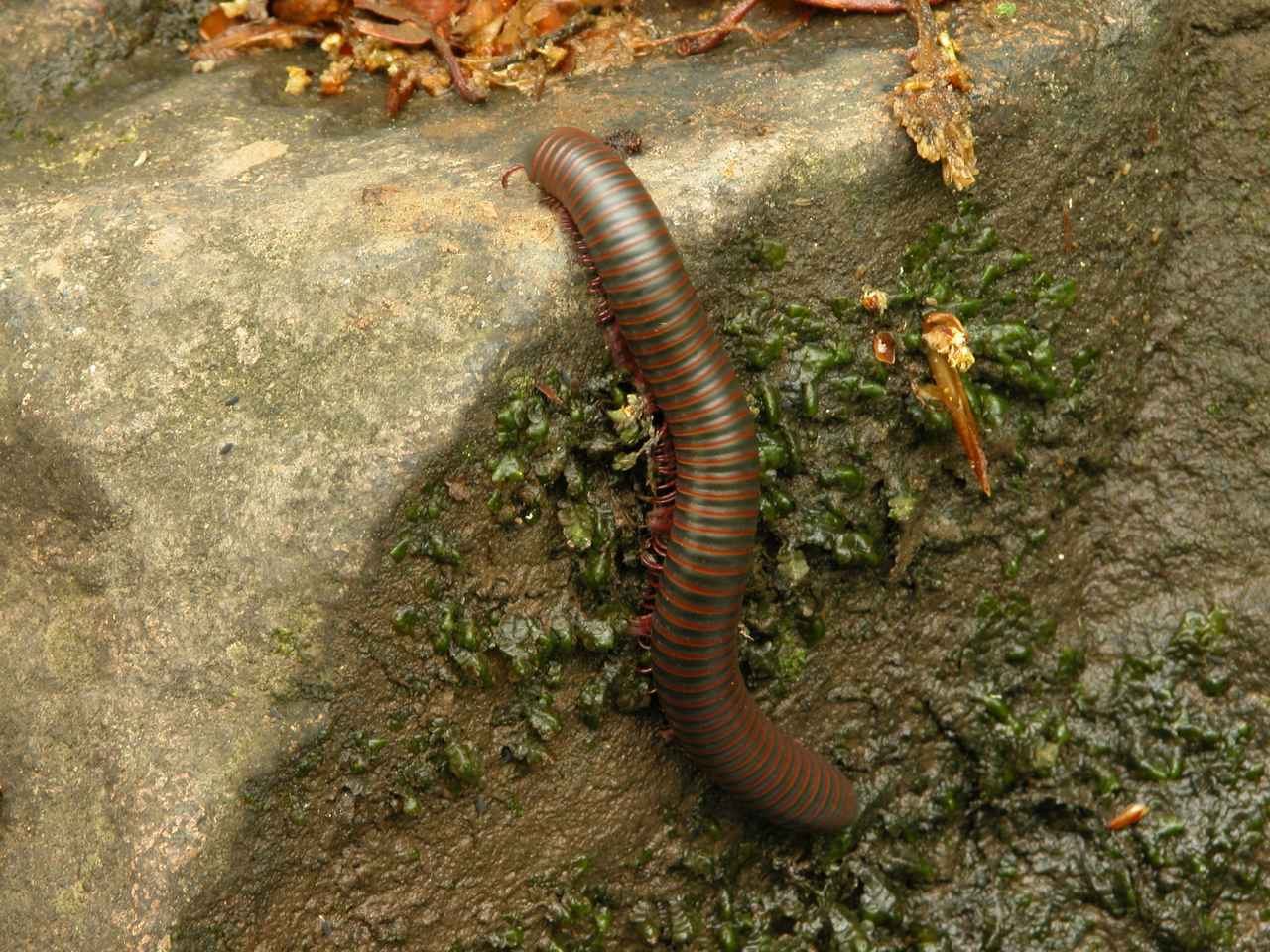 North American Millipede