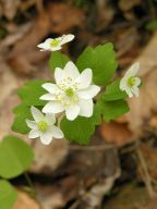 Rue Anemone