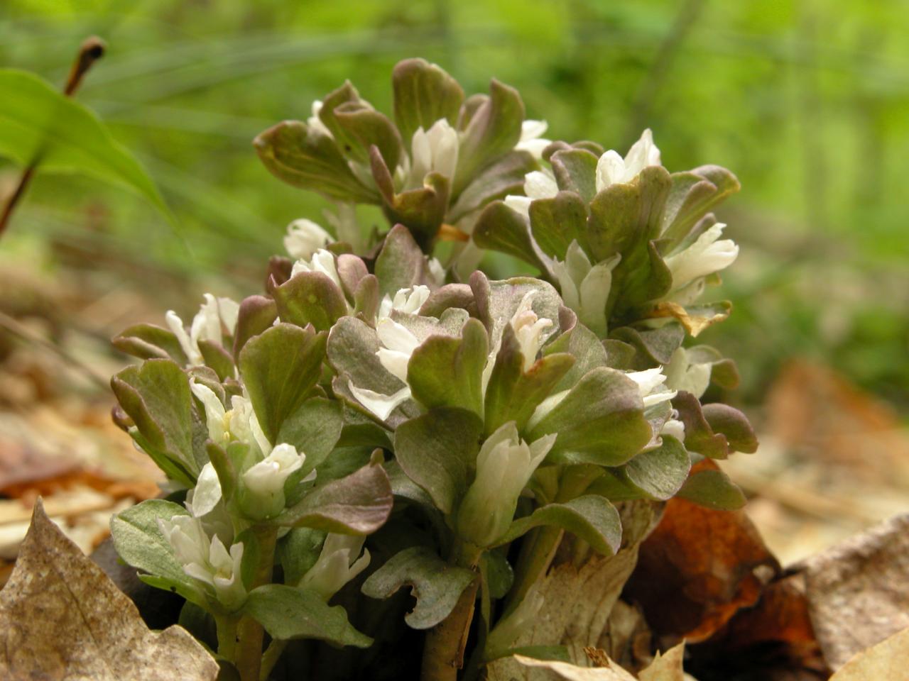 Pennywort