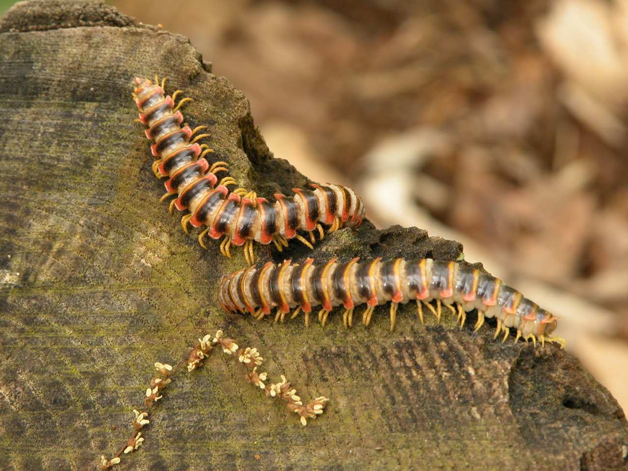 Millipedes