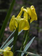 Yellow Iris