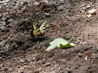 Eastern Tiger Swallowtail