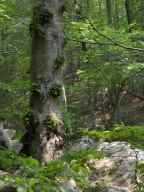 A Beech Tree with Strange Growths