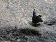 Red-Spotted Purple Butterfly