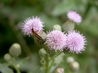 Canada Thistle