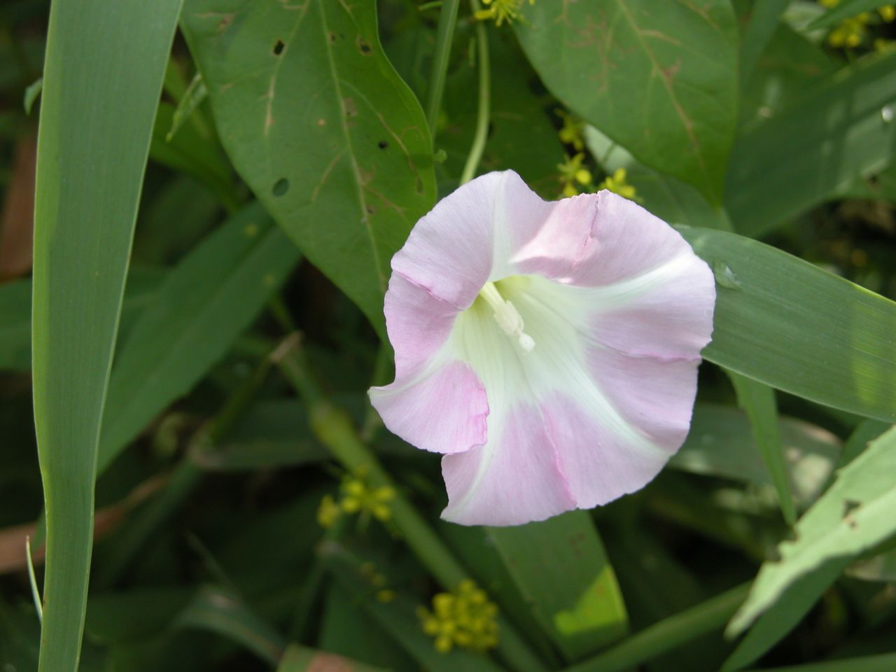 Typical Hedge Bindweed