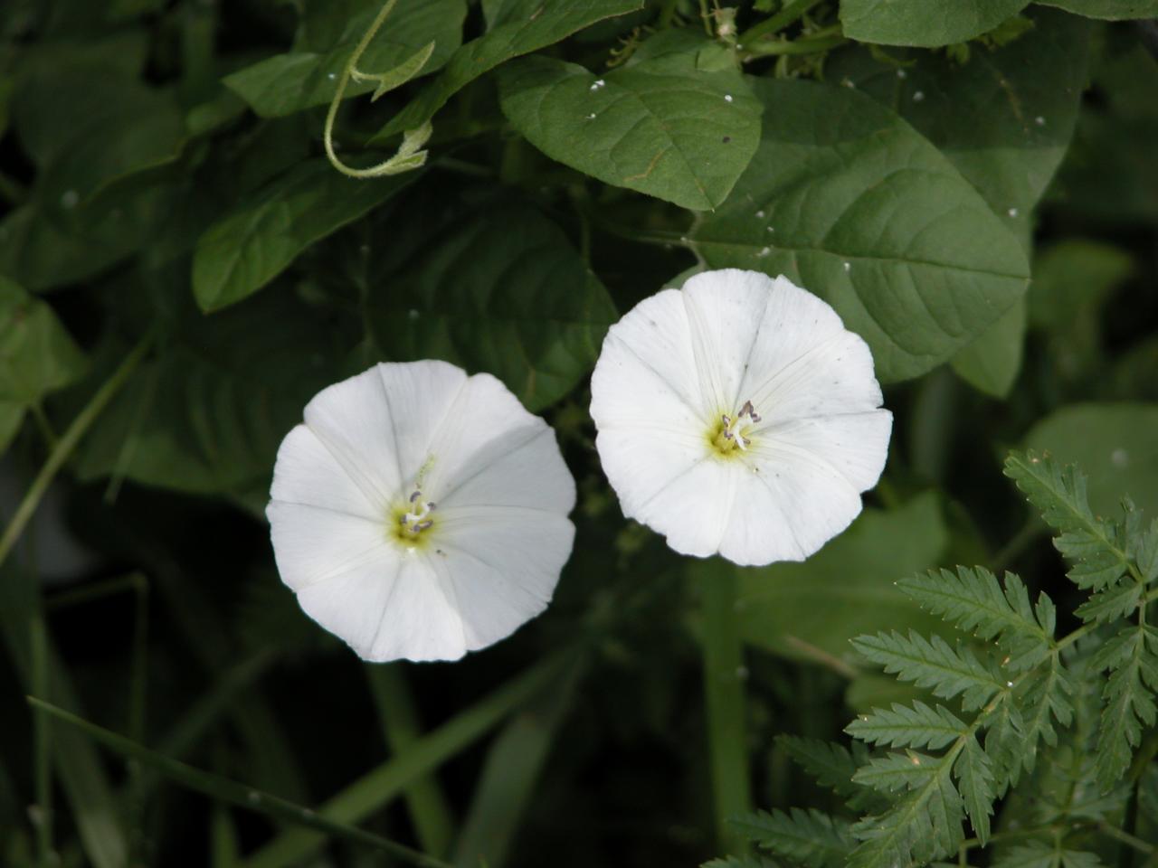 Rectangular-sinused Hedge Bindweed