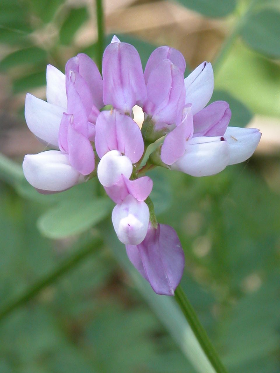 Crownvetch